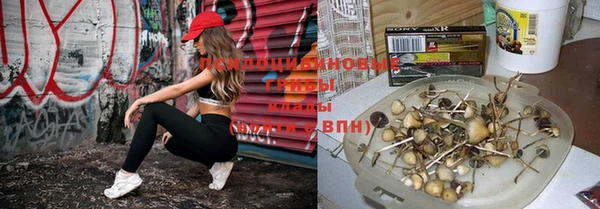 прущие грибы Ельня